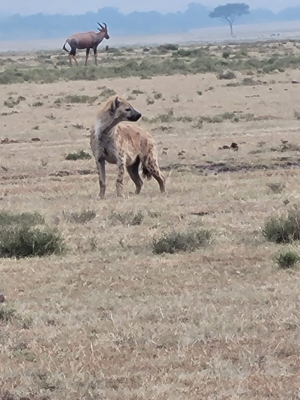 4-Day Maasai Mara & Nakuru Mid-Range Safari gallery image