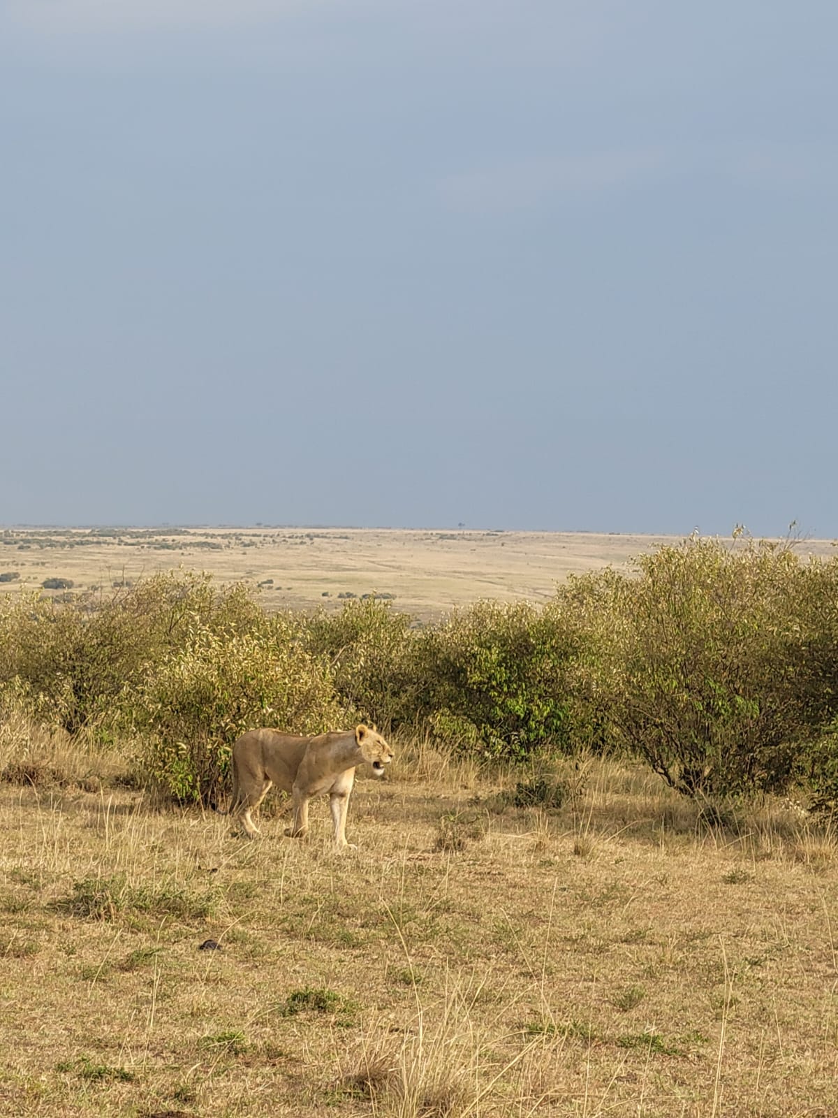 3-Day Maasai Mara Mid-Range Private Safari gallery image
