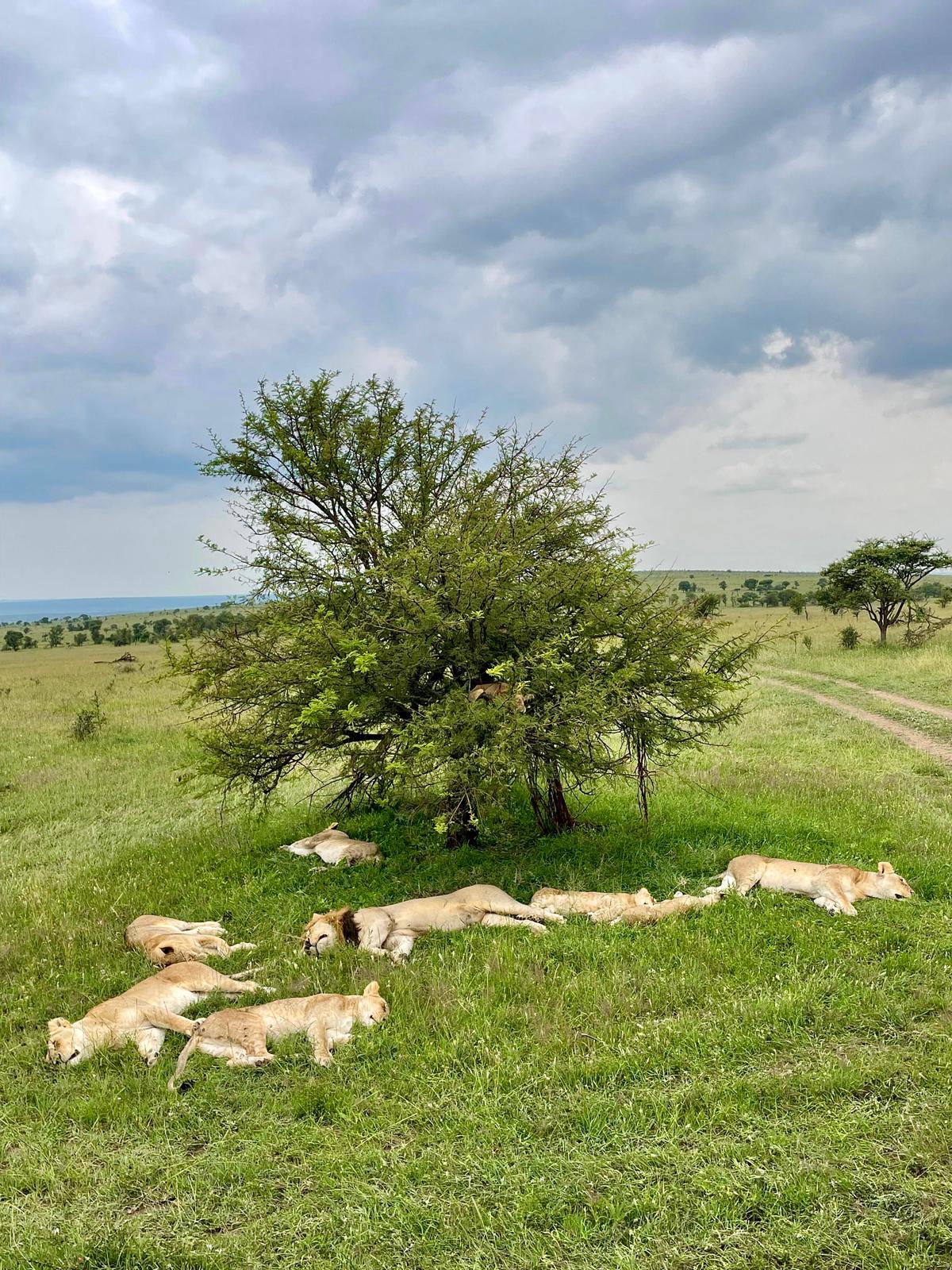 7-Day Serengeti, Ndutu & Ngorongoro Crater Safari — Tanzania gallery image