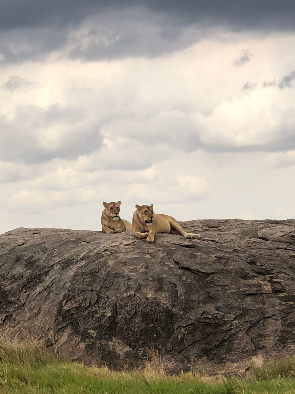 7-Day Serengeti, Ndutu & Ngorongoro Crater Safari — Tanzania gallery image