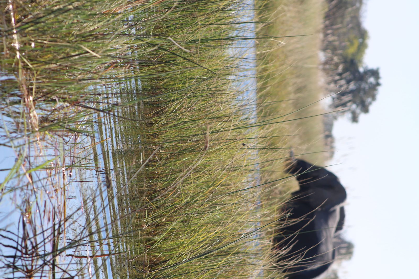 7-Day Botswana Wilderness Expedition Safari gallery image
