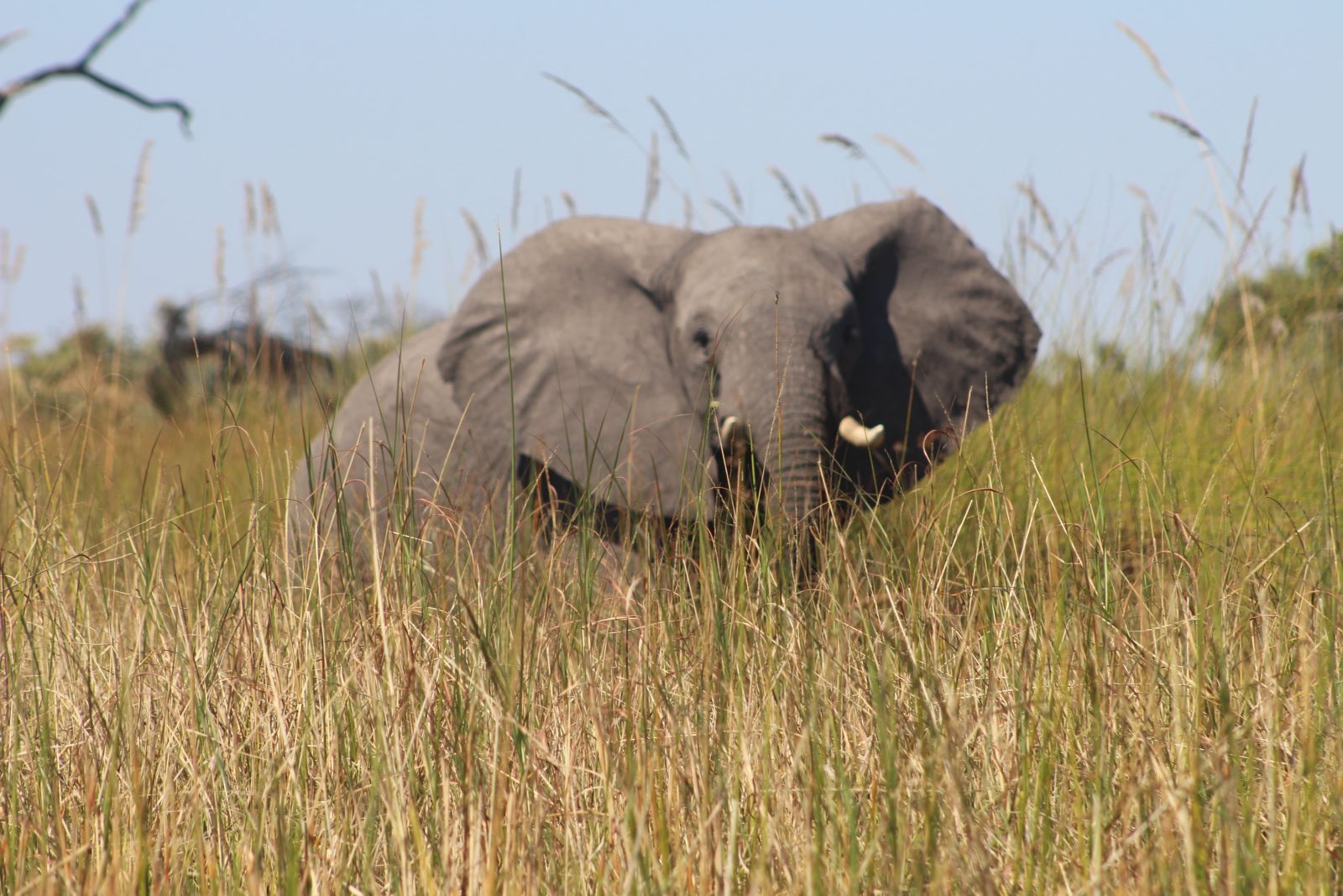 3-Day Okavango Delta Mokoro Stargazing Safari gallery image