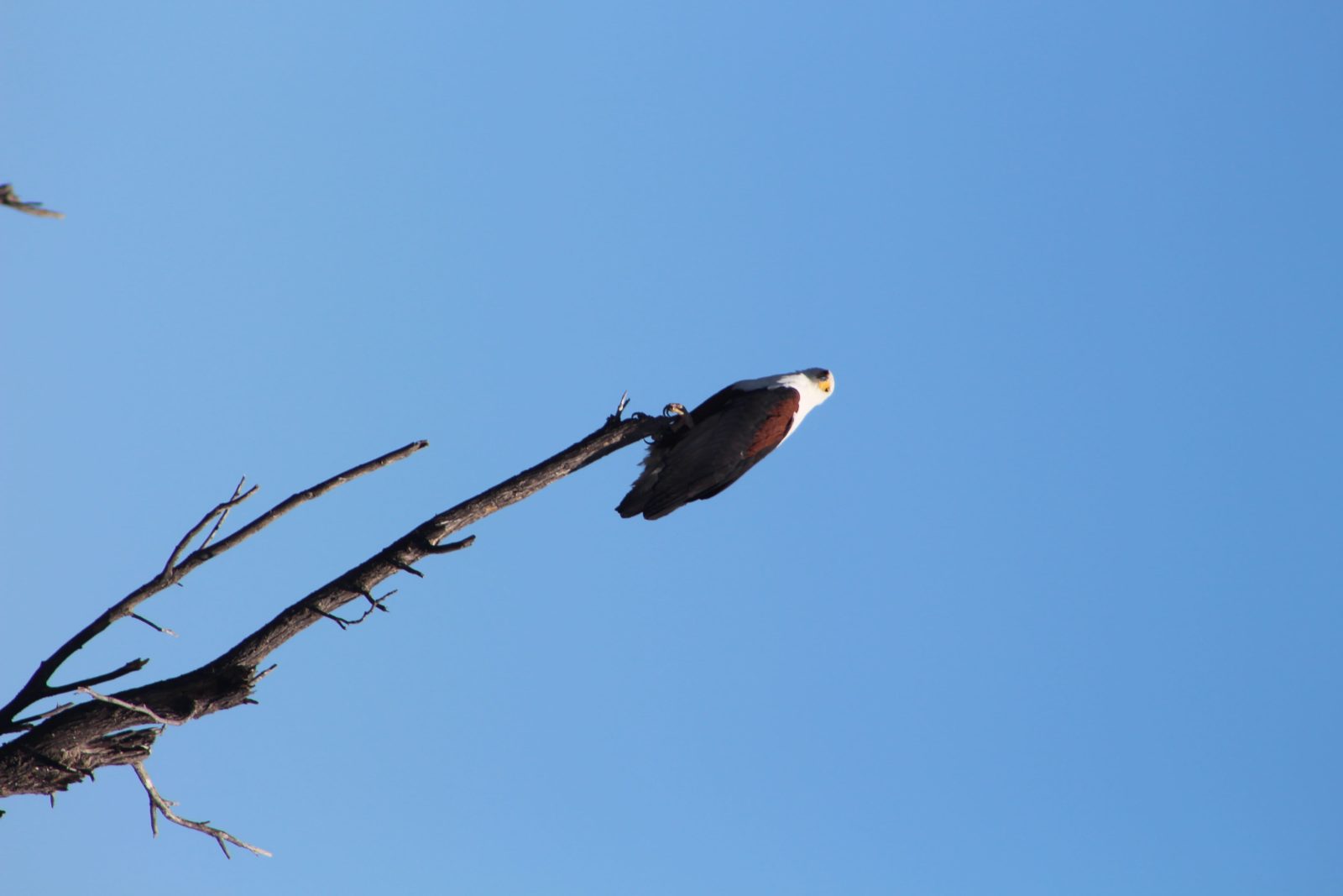 5-Day Okavango Delta & Moremi Mobile Camping Experience gallery image