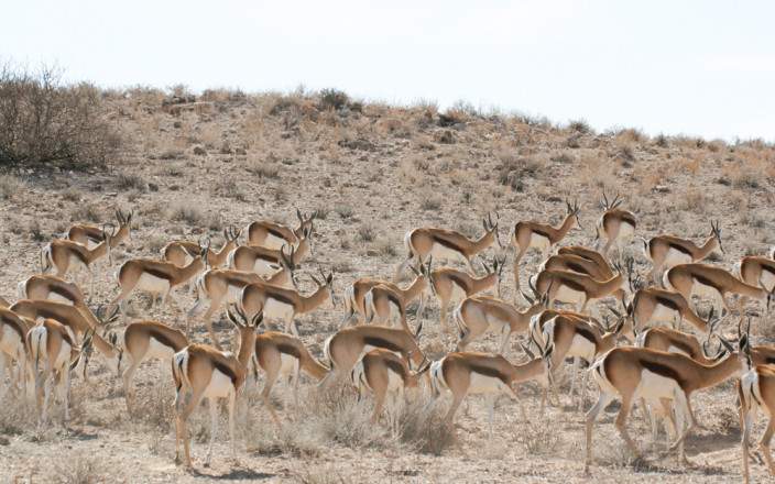3-Day Central Kalahari Wilderness Camping Safari gallery image