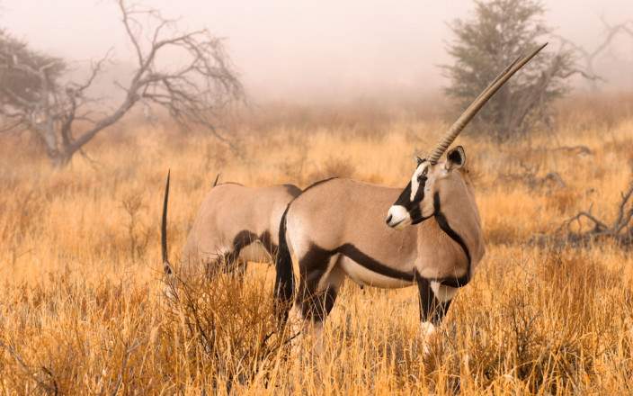 3-Day Central Kalahari Wilderness Camping Safari gallery image