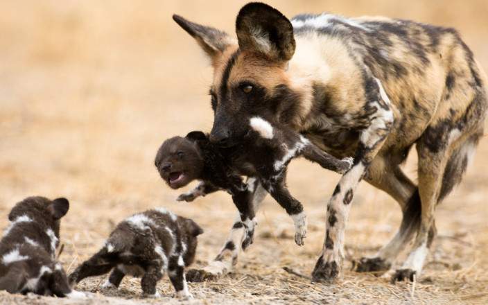 1-Day Moremi Game Reserve Full-Day Safari from Maun gallery image