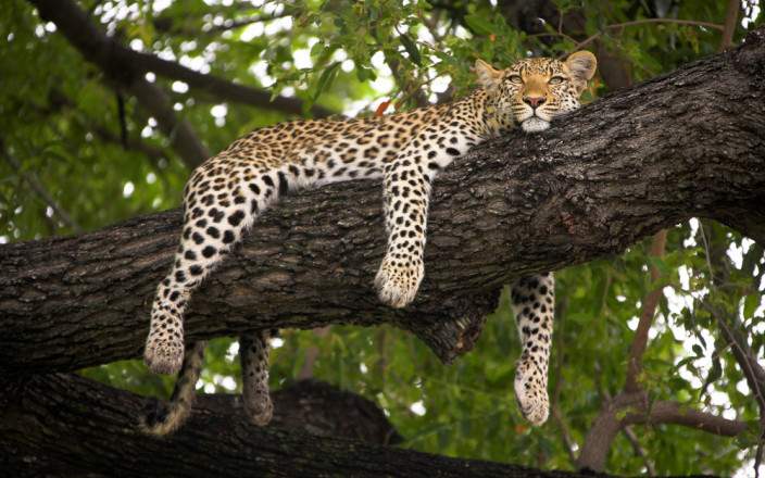 3-Day Guided Safari in Moremi Game Reserve