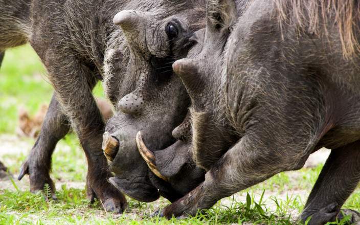 3-Day Guided Safari in Moremi Game Reserve gallery image