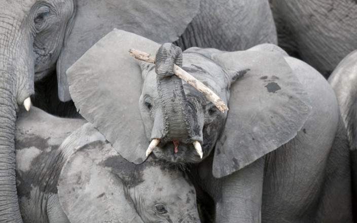 7-Day Makgadikgadi Pans & Okavango Delta Safari