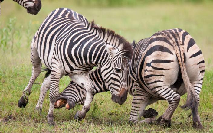 3-Day Guided Safari in Moremi Game Reserve gallery image