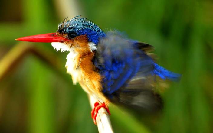 1-Day Moremi Game Reserve Full-Day Safari from Maun gallery image