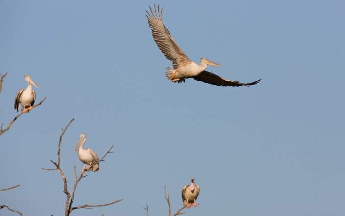 1-Day Okavango Delta Sunset Boat Cruise in Maun gallery image