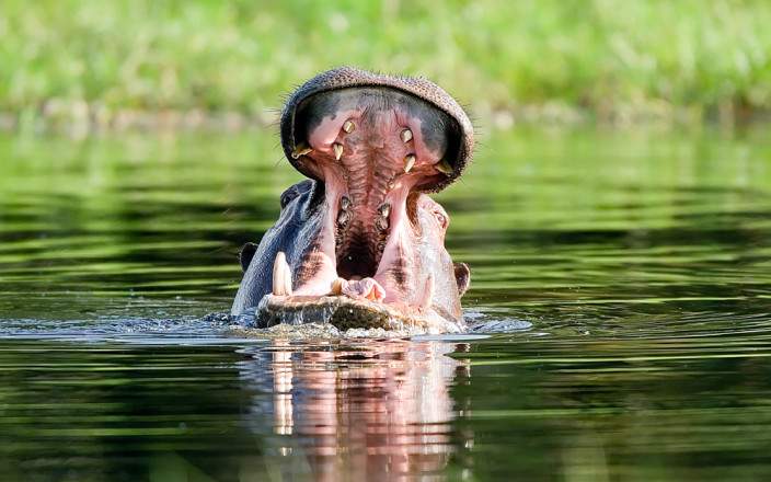 1-Day Okavango Delta Sunset Boat Cruise in Maun gallery image
