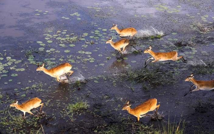 1-Day Moremi Game Reserve Full-Day Safari from Maun