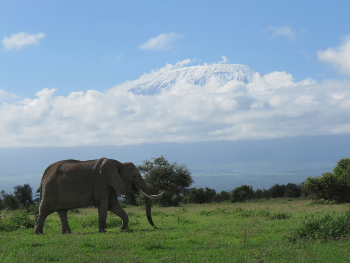 6-Day Maasai Mara, Nakuru & Amboseli Mid-Range Safari
