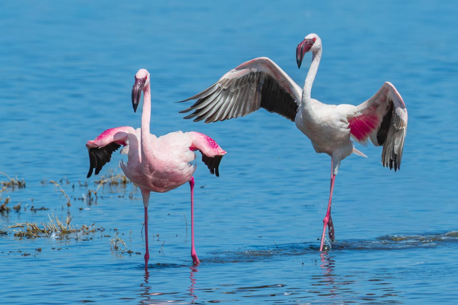 6-Day Maasai Mara, Nakuru & Amboseli Mid-Range Safari gallery image
