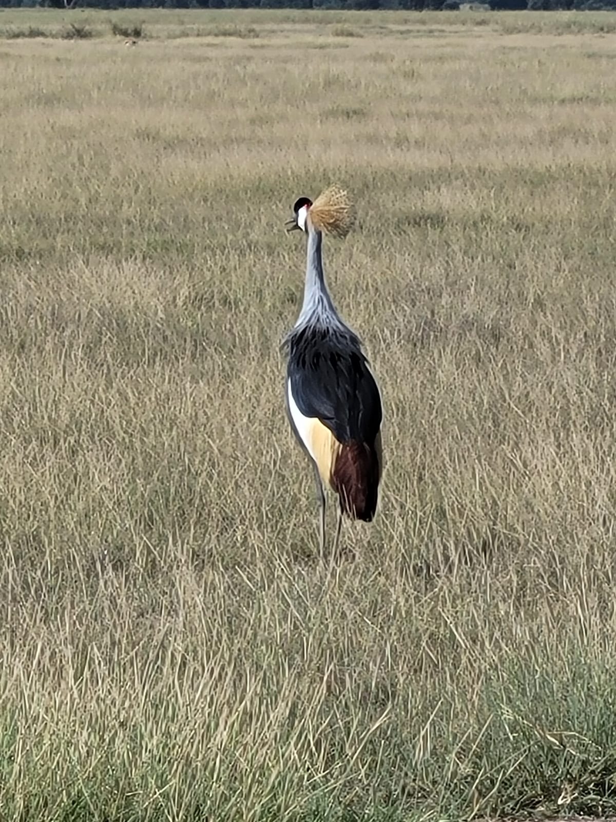6-Day Maasai Mara, Nakuru & Amboseli Mid-Range Safari gallery image