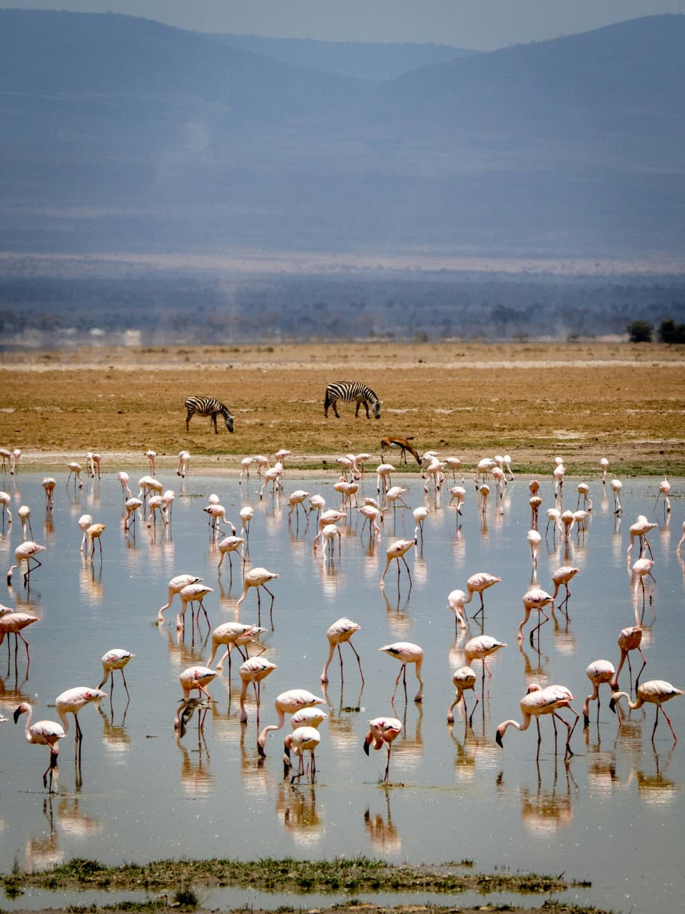6-Day Maasai Mara, Nakuru & Amboseli Mid-Range Safari gallery image
