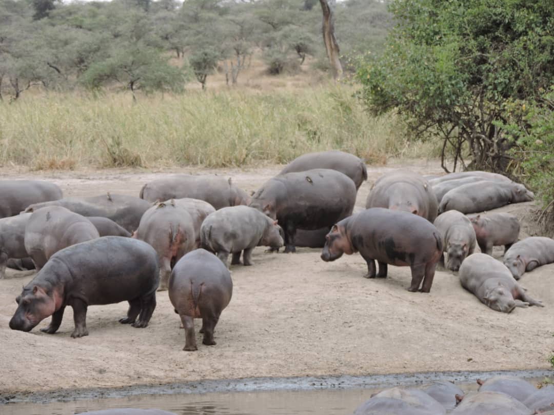 5-Day Budget Serengeti Safari with Crater Rim Walking Safari gallery image