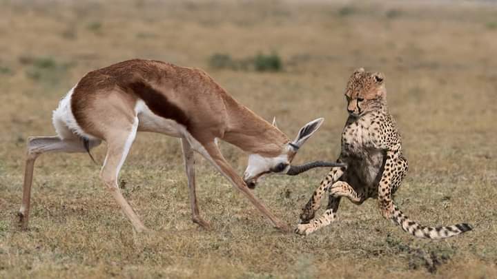 5-Day Budget Serengeti Safari with Crater Rim Walking Safari gallery image
