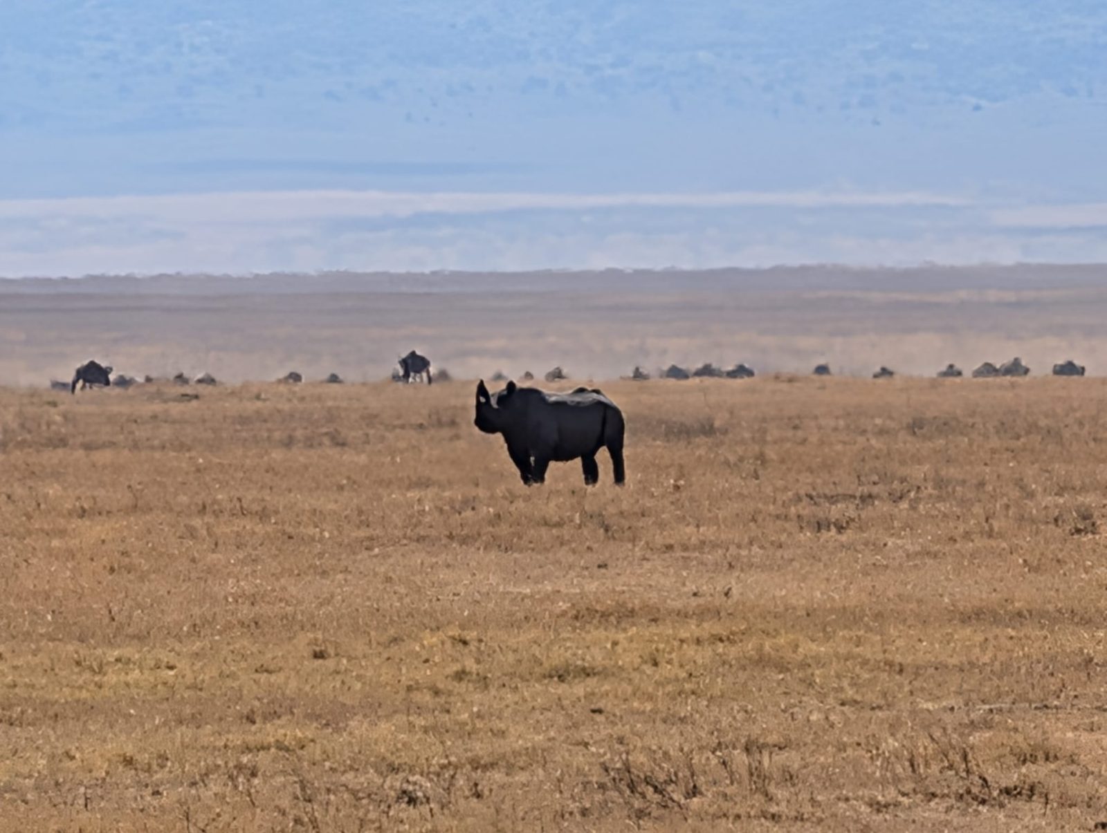 5-Day Budget Serengeti Safari with Crater Rim Walking Safari gallery image