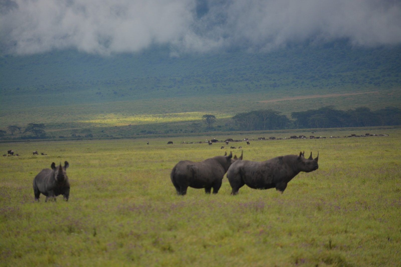 5-Day Serengeti, Crater & Lake Manyara Safari, Tanzania gallery image