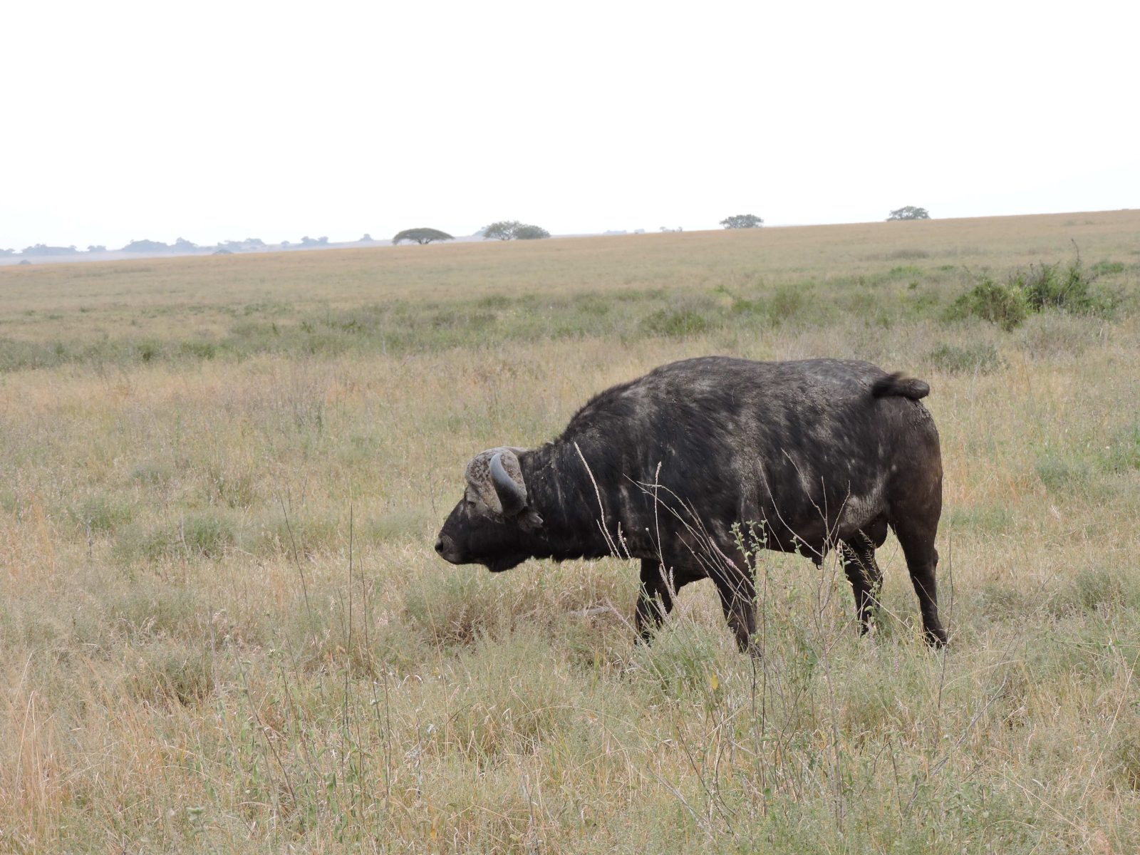 5-Day Serengeti, Crater & Lake Manyara Safari, Tanzania gallery image