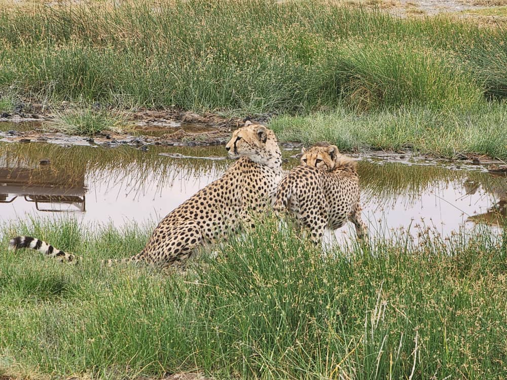 5-Day Tarangire, Serengeti Migration & Crater Safari gallery image