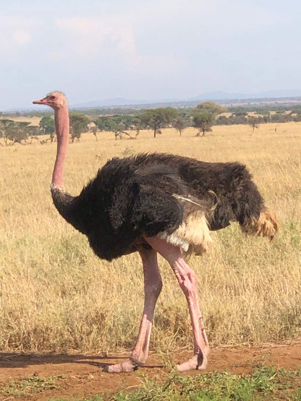3-Day Budget Fly-In Safari from Zanzibar gallery image
