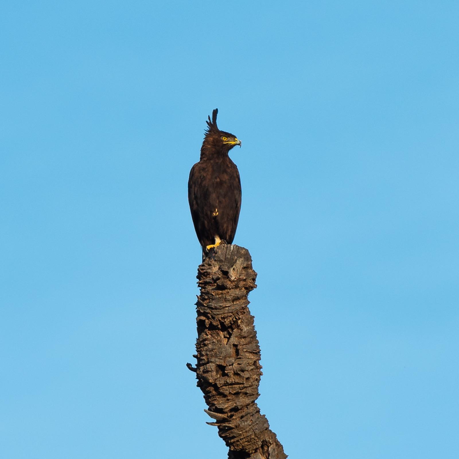 3-Day Samburu Mid-Range Bird Watching Safari Experience