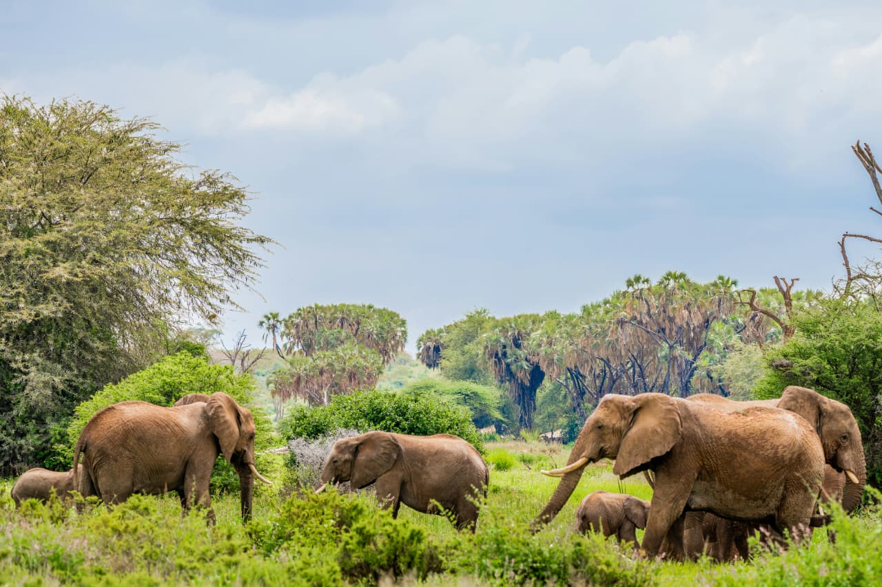 3-Day Samburu Mid-Range Bird Watching Safari Experience gallery image