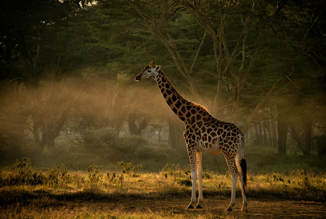 3-Day Samburu Mid-Range Bird Watching Safari Experience gallery image