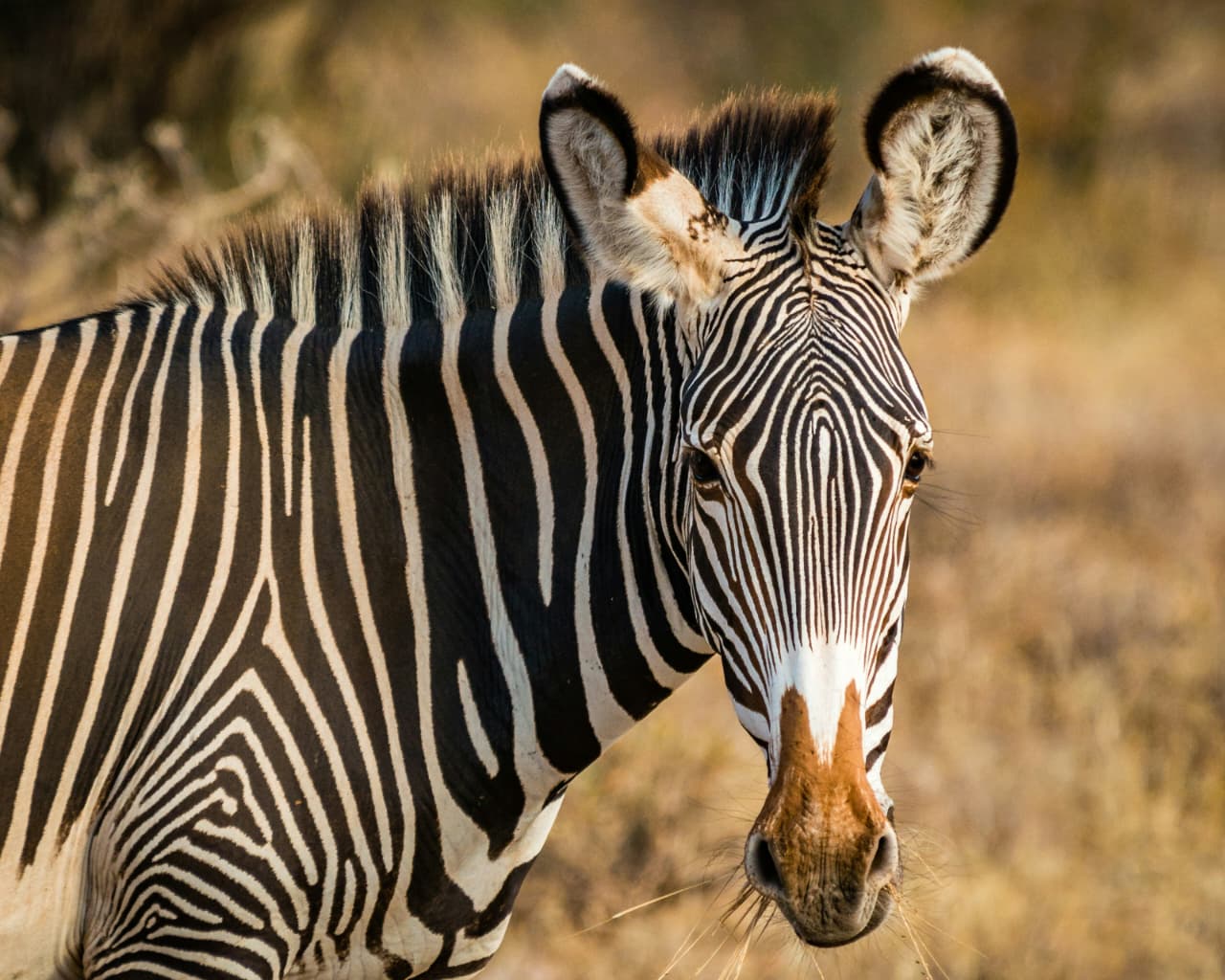 3-Day Samburu Mid-Range Bird Watching Safari Experience gallery image