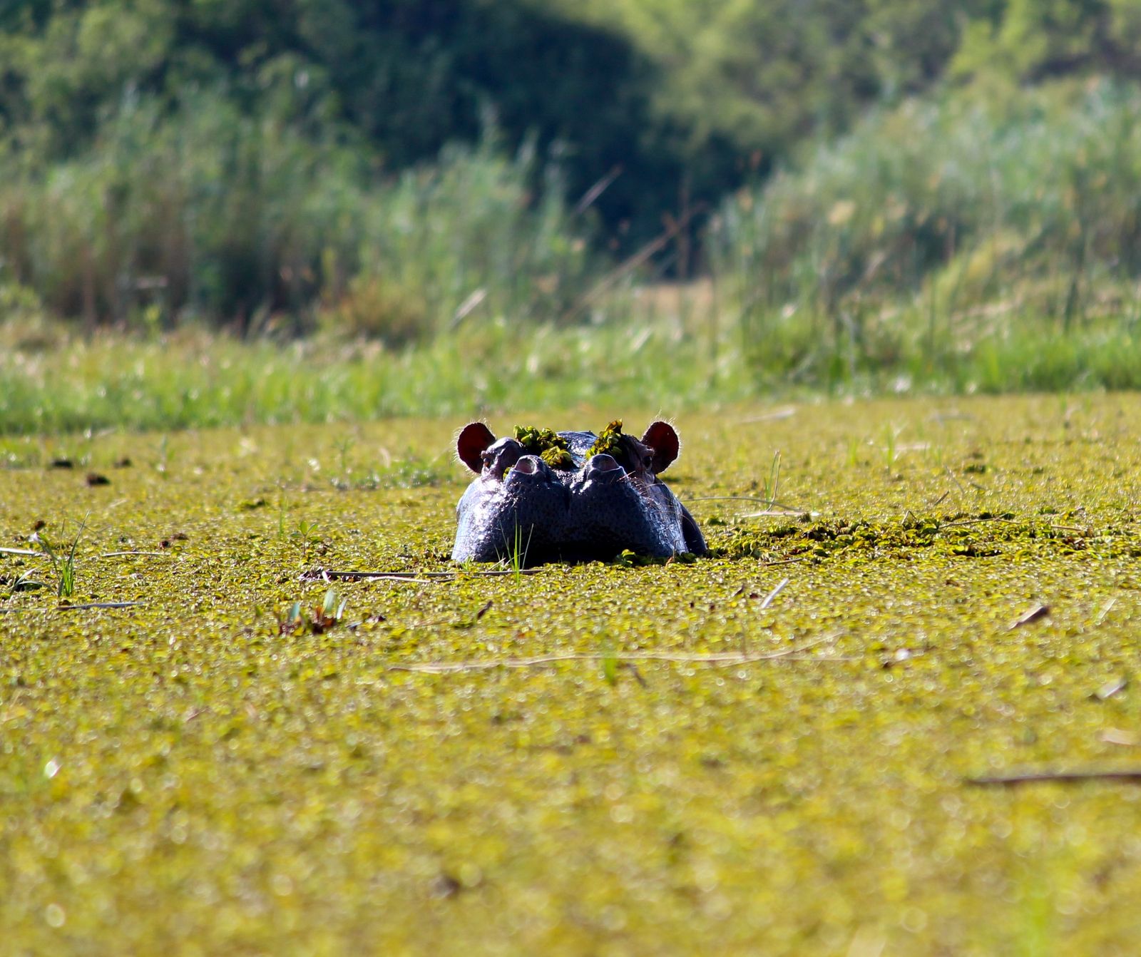 4-Day Whispers of the Delta - Motorized Boat Safari gallery image