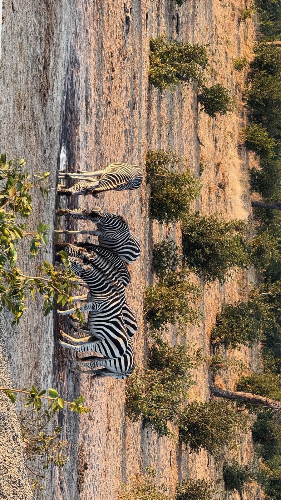 4-Day Khwai Mobile Camping Safari - Journey Into the Wild gallery image