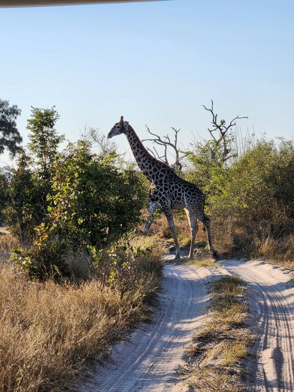 4-Day Khwai Mobile Camping Safari - Journey Into the Wild gallery image
