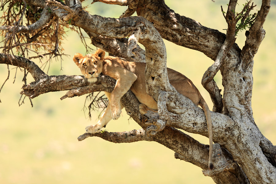 3-Day Classic Tanzania Group Midrange Safari