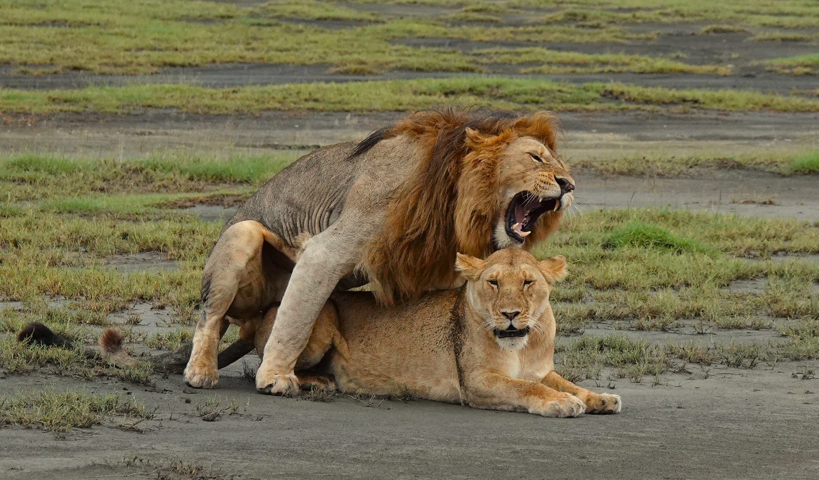 3-Day Ultimate Group Midrange Safari Adventure