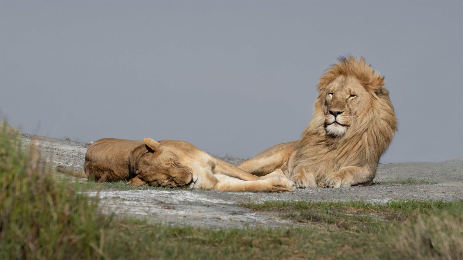 4-Day Fly-In Classic Tanzania Midrange Safari Adventure