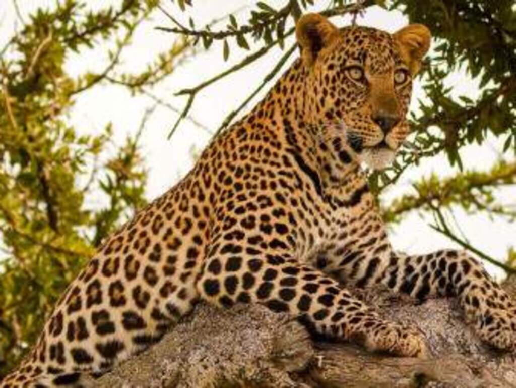 5-Day Roaring Kenya - Mid-Range