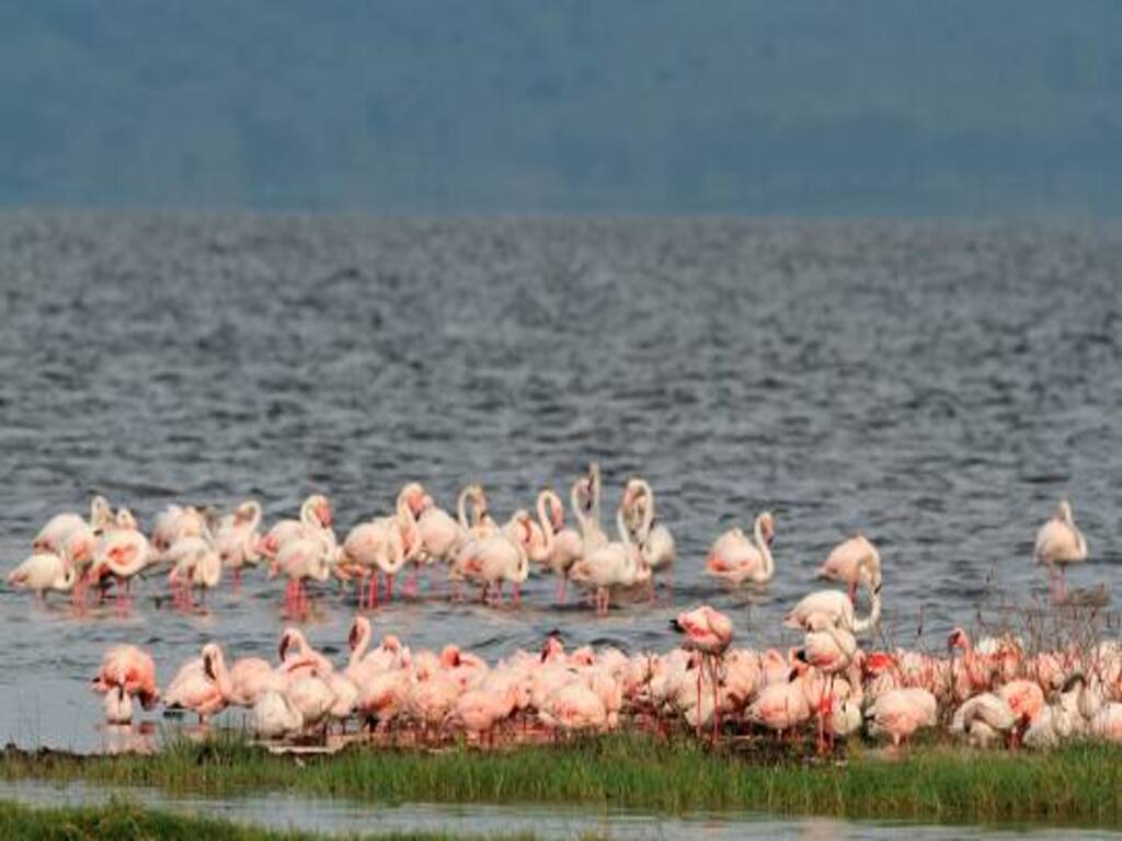 5-Day Roaring Kenya - Mid-Range gallery image