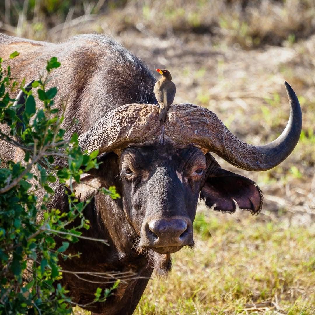 5-Day Roaring Kenya - Mid-Range gallery image