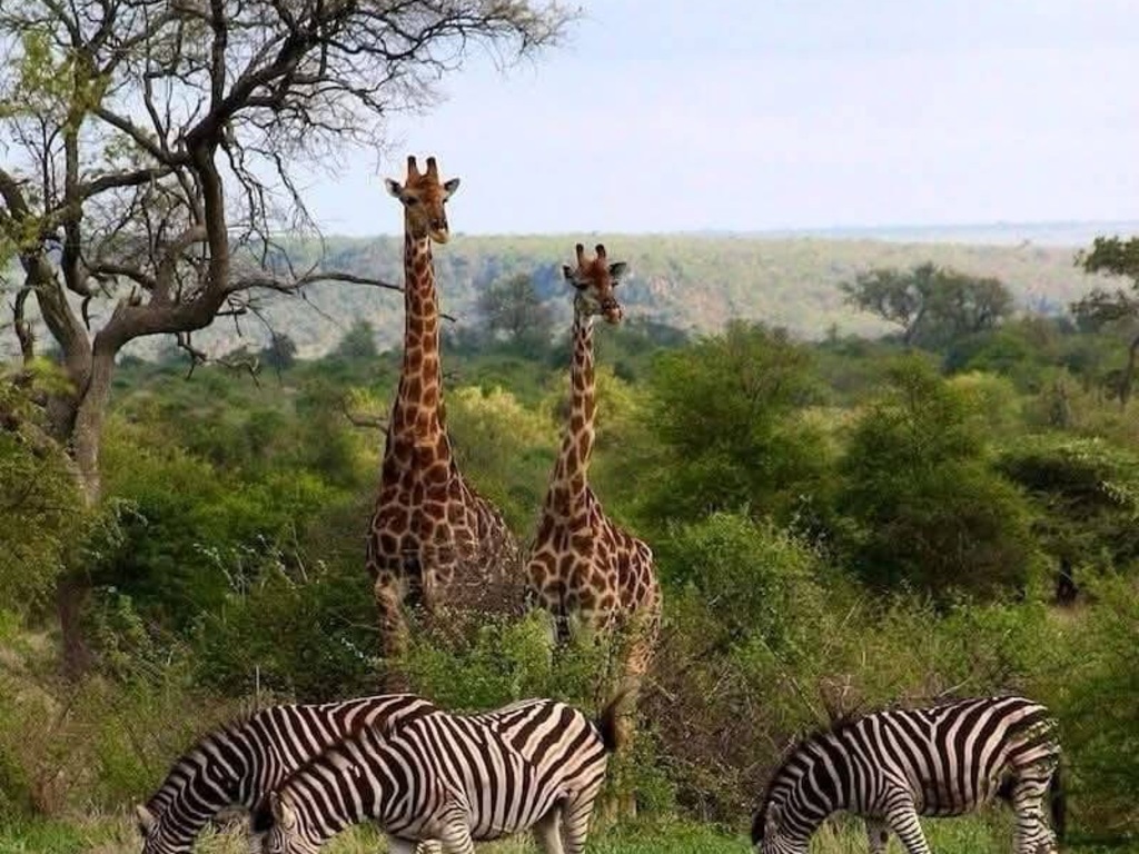 5-Day Roaring Kenya - Mid-Range gallery image