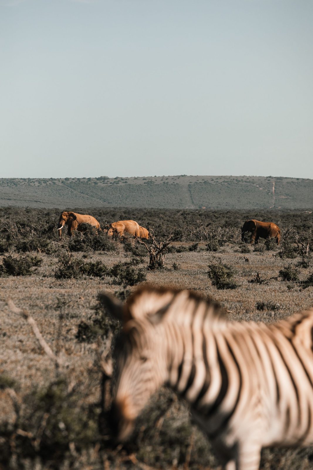 3-Day Serengeti and Ngorongoro Safari gallery image