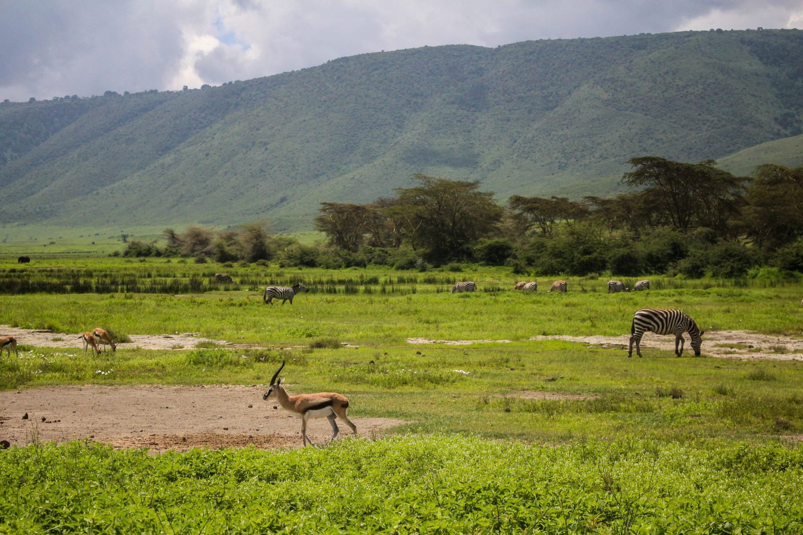 3-Day Serengeti and Ngorongoro Safari gallery image