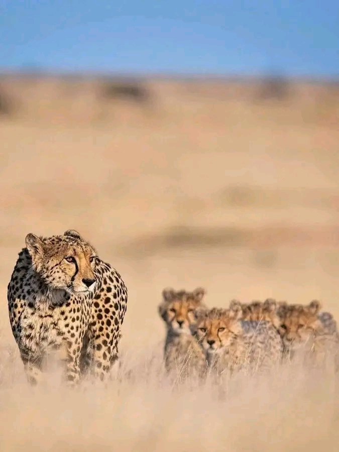 5-Day Tanzania Classic Safari gallery image