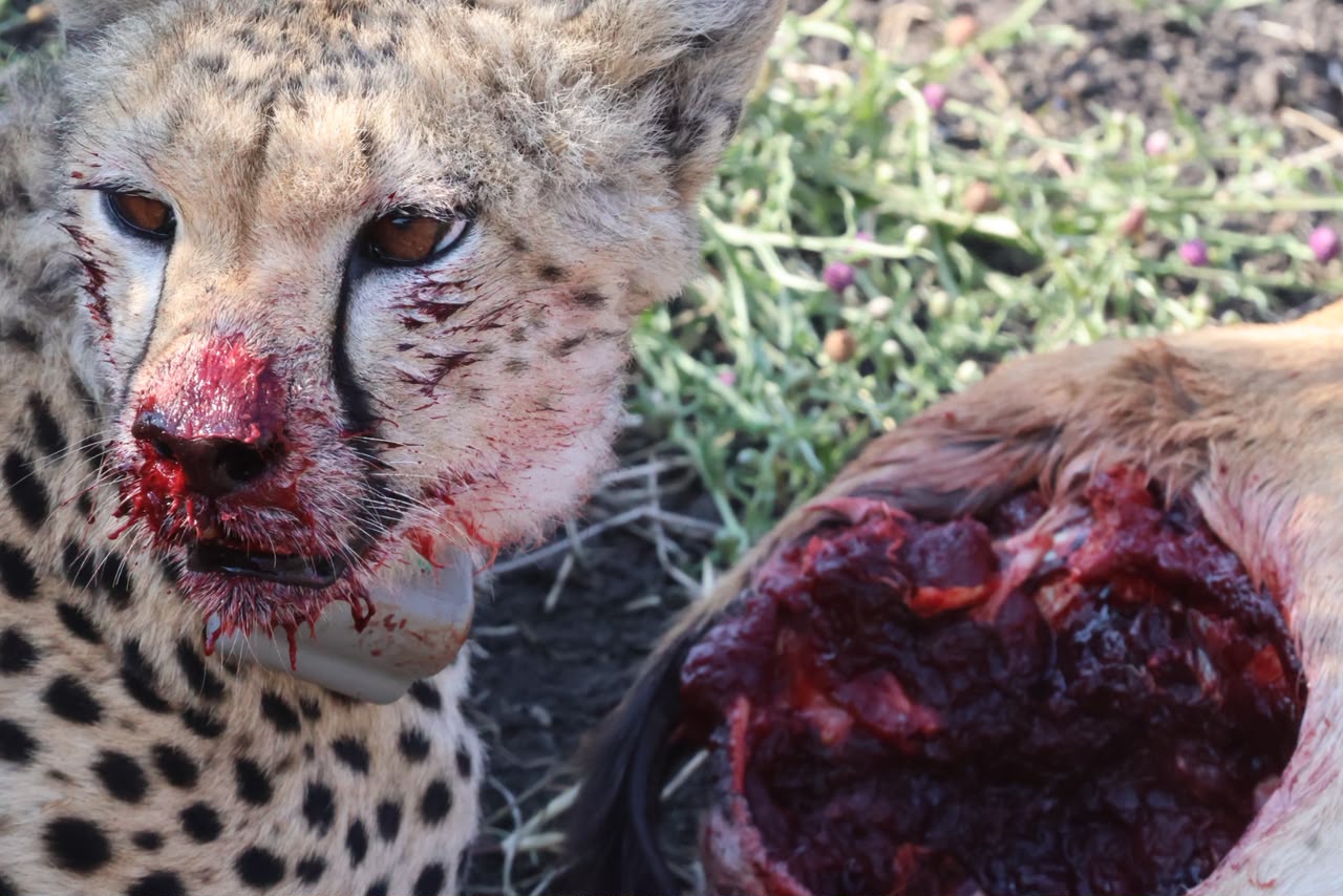 6-Day Tanzania Big Five Safari
