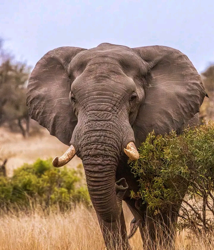 7-Day Ultimate Northern Tanzania Safari gallery image