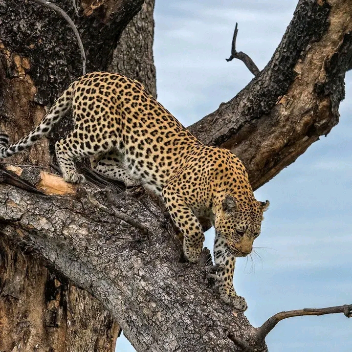 7-Day Ultimate Northern Tanzania Safari gallery image