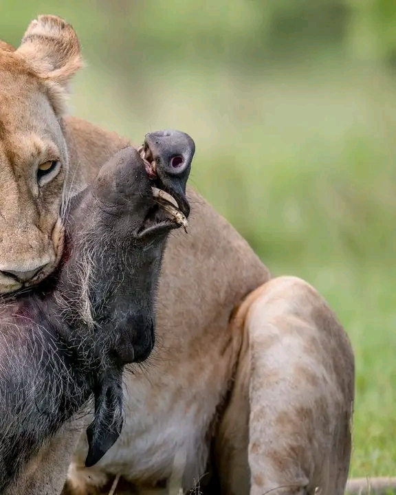 8-Day Tanzania Wildlife & Culture Safari gallery image